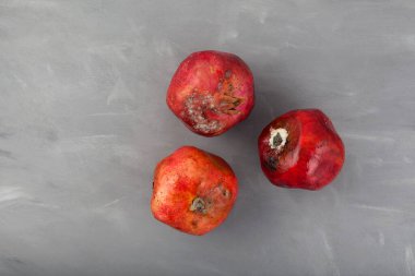 Küflü üç nar. Konsept: Organik gıda atıklarının azaltılması. Gri arkaplandaki çürük meyveler kopya alanı ile.