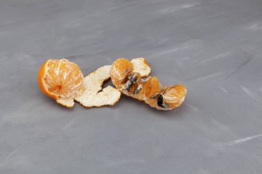 Bozuk mandalina ya da gri arka planda mandalina. Çirkin küflü meyve. Uygun olmayan yiyecek deposu. Konsept - organik atıkların azaltılması.