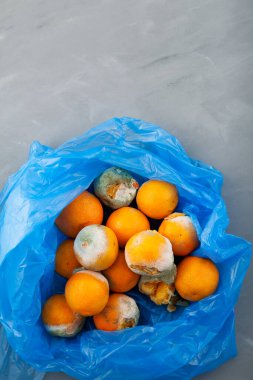 Mavi plastik torbada küflü çürümüş mandalinalar, üst manzara. Uygun olmayan yiyecek deposu. Konsept - organik atıkların azaltılması.