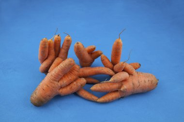 Çirkin sebzeler. Fotokopi alanı ile mavi zemin üzerinde alışılmadık kaynaşmış havuçlar. Konsept: Gıda atığı azaltma. Kusurlu ürünleri pişirmede kullanmak.