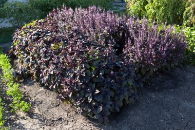 Bahçede yetişen mor fesleğen çalısı. Yemek pişirmede kullanılan bitki yaprakları..