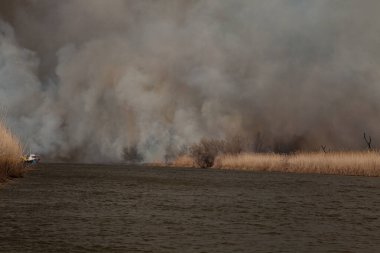 Astrakhan bölgesindeki Volga Nehri 'nde büyük yangın. - Rusya. Doğa koruma alanında kamışları ya da kamışları yakmak. Kalın siyah duman havayı kirletir.