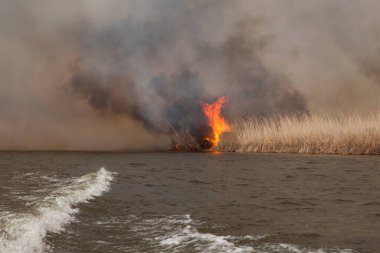 Nehir kıyısında büyük bir yangın var. Sudan görüntü. Astrakhan bölgesi. - Rusya. Ateş, bitki ve hayvanları acımasızca yok eder. Yanan kamışlardan yükselen siyah yoğun duman ve kül gökyüzüne yükselir..