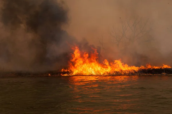 Disaster. Large fire on banks of Volga River in Astrakhan region. Russia. Burning dry grass and reed on coastline. Fire mercilessly destroys flora and fauna.