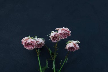Faded rose on dark background. Withered flowers with buds pink color. clipart