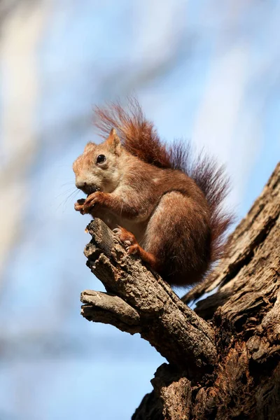 Eurasian Red Squirrel Sciurus Vulgaris Sits Branch Tall Tree Nibbles — Stok fotoğraf