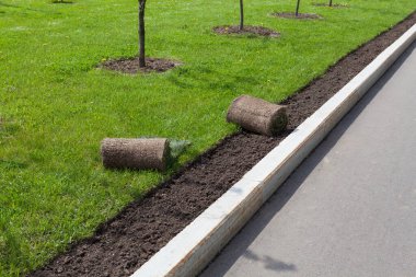 Landscaping, laying of turf rolls or roll of lawn greens. Narrow strip along the curb. clipart