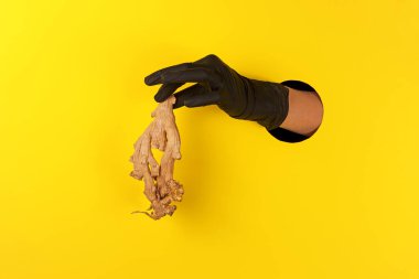 Siyah eldivenli el, sarı arka plandaki deliklere kurutulmuş zencefil kökü sunuyor..