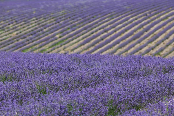 Beleza Elegante Campo Lavanda Linhas Lisas Flores Uma Colina Perspectiva — Fotografia de Stock