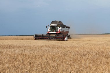 Buğday ya da çavdar tarlasında biçerdöver, strada, hasat. Yaz mevsiminde tarımsal makinelerin ekinlerini tarlada toplamak.