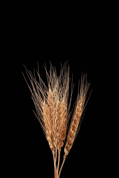 Dry Ears Wheat Rye Black Background Natural Golden Color — Stock Photo, Image