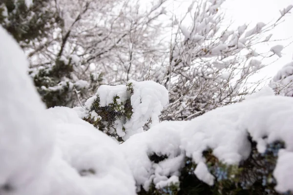 Arbres Couverts Neige Dans Forêt Hiver — Photo