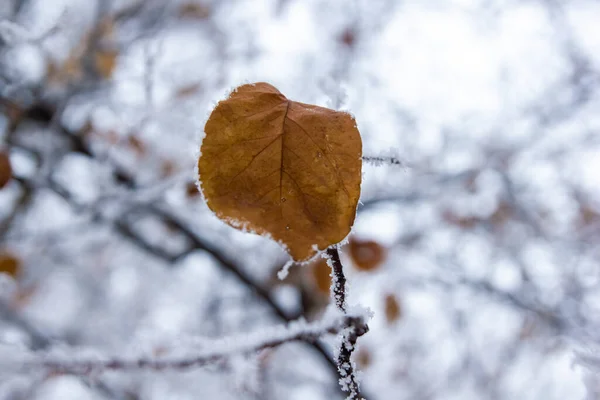 Ramas Cubiertas Nieve Árboles Cubiertos Nieve —  Fotos de Stock