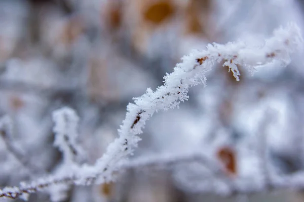 Ramas Cubiertas Nieve Árboles Cubiertos Nieve —  Fotos de Stock