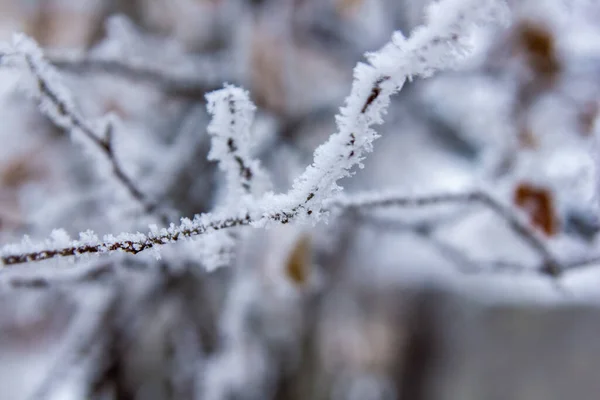 Ramas Cubiertas Nieve Árboles Cubiertos Nieve —  Fotos de Stock