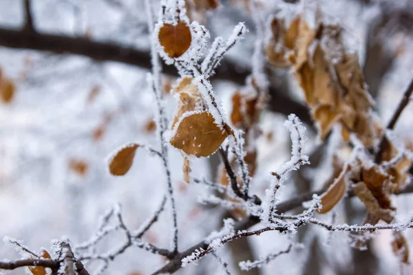 Ramas Cubiertas Nieve Árboles Cubiertos Nieve —  Fotos de Stock