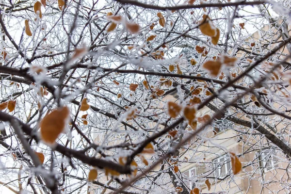 눈덮인 나뭇가지와 눈덮인 나무들 — 스톡 사진