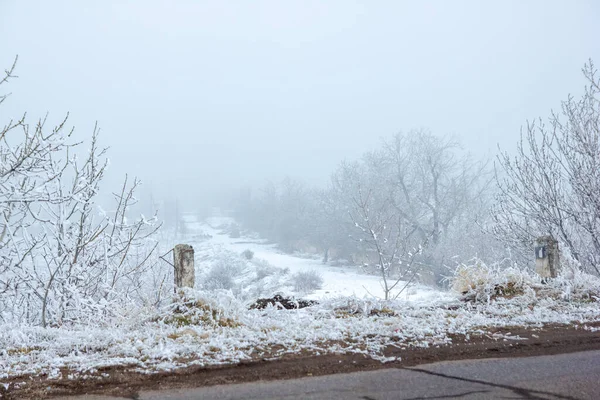 foggy landscape with snow, snow covered trees