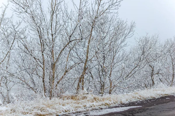 Paysage Brumeux Avec Neige Arbres Enneigés — Photo