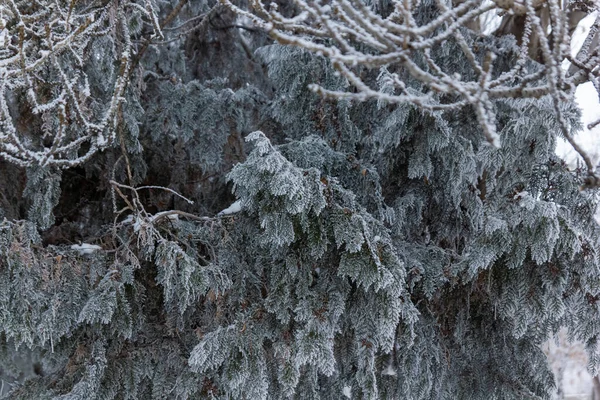 Arbres Enneigés Hiver Dans Parc — Photo