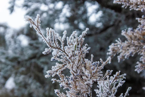 Árboles Cubiertos Nieve Invierno Parque —  Fotos de Stock