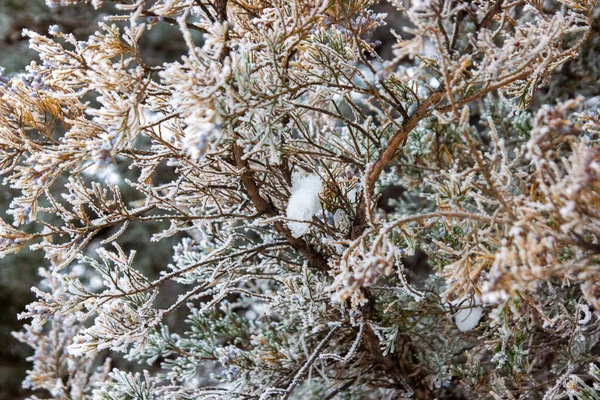 Arbres Enneigés Hiver Dans Parc — Photo