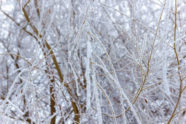 Árboles Cubiertos Nieve Invierno Parque —  Fotos de Stock