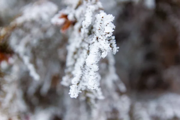 눈덮인 나무들 공원의 — 스톡 사진