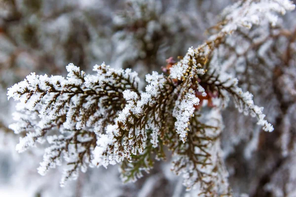 눈덮인 나무들 공원의 — 스톡 사진