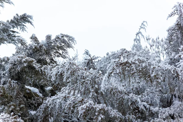 Arbres Enneigés Hiver Dans Parc — Photo