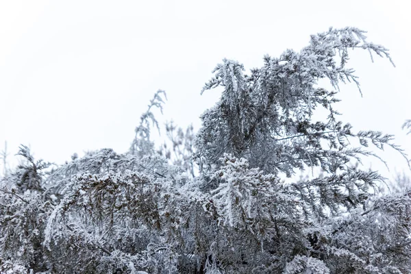 Arbres Enneigés Hiver Dans Parc — Photo