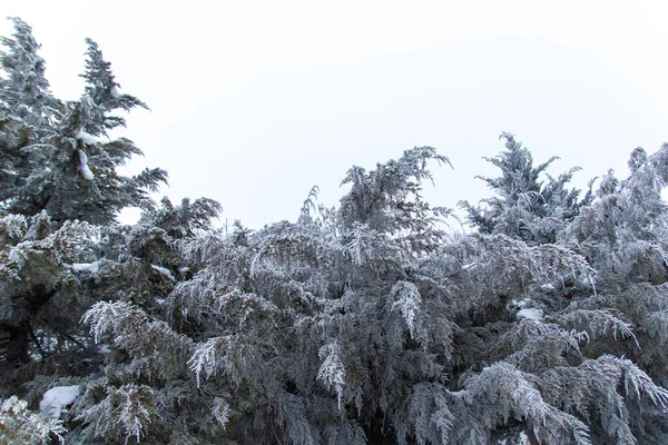 Arbres Enneigés Hiver Dans Parc — Photo