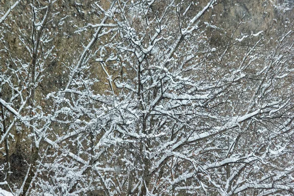 Pokryte Śniegiem Drzewo Lesie Pokryte Śniegiem Drzewa Zima Parku — Zdjęcie stockowe