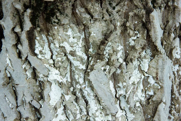 Close Bark Bark Tree Textura Kůry — Stock fotografie