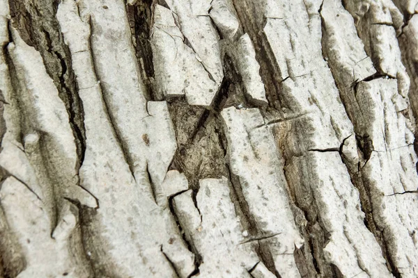 Крупним Планом Кори Кори Дерева Текстури Кори — стокове фото