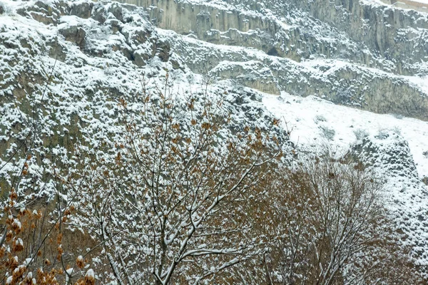 Arbre Couvert Neige Dans Forêt Arbres Couverts Neige Hiver Dans — Photo