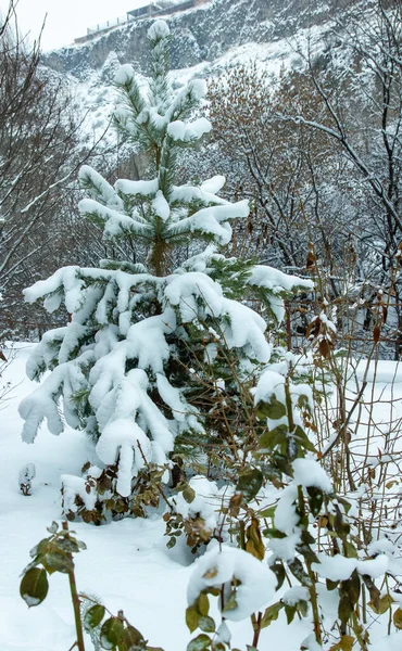 snow covered tree in the forest, snow covered trees, winter in the park