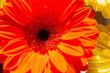 Kırmızı Gerbera çiçeğine yakın, kırmızı çiçek arkaplanı