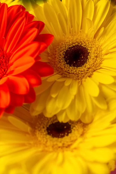 yellow and red flowers, red and yellow gerber, red and yellow flowers background