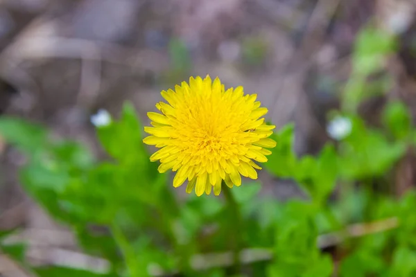 草の中のタンポポ緑の草の上の黄色のタンポポ — ストック写真