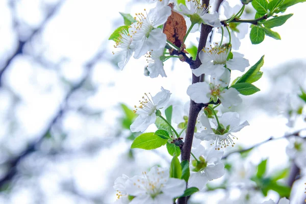Baumblüte Blühender Baum Weiße Kirschblüte Blüte Frühling — Stockfoto