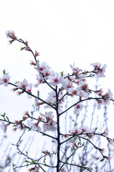 Flor Árbol Árbol Flor Flor Cerezo Blanco Flor Primavera — Foto de Stock