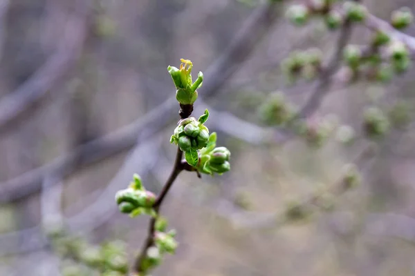 Ramo Uma Árvore Ramo Uma Árvore Primavera — Fotografia de Stock