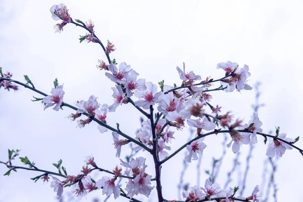 Baumblüte Blühender Baum Weiße Kirschblüte Blüte Frühling — Stockfoto