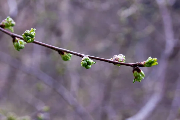 Gałąź Drzewa Gałąź Drzewa Wiosnę — Zdjęcie stockowe