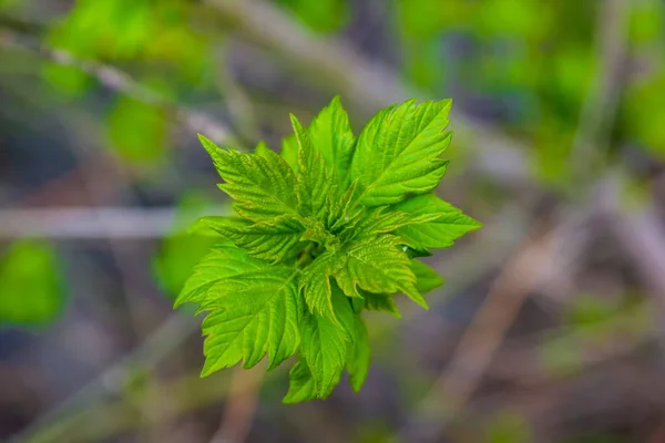 Närbild Gröna Blad Närbild Ett Grönt Blad — Stockfoto