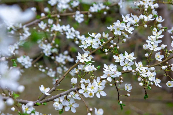 Květ Stromu Kvetoucí Strom Květ Třešně Květ Jaře — Stock fotografie
