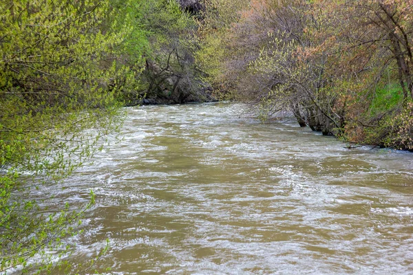 Річка Лісі Річка Тече Ліс — стокове фото