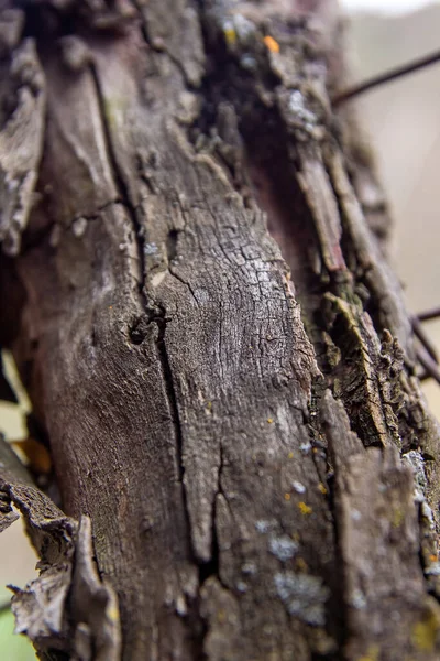 Gros Plan Une Écorce Gros Plan Tronc Écorce Arbre — Photo