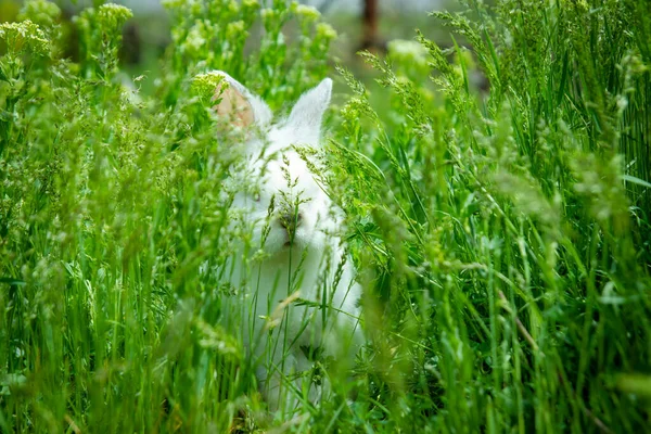Vit Kanin Gräset — Stockfoto